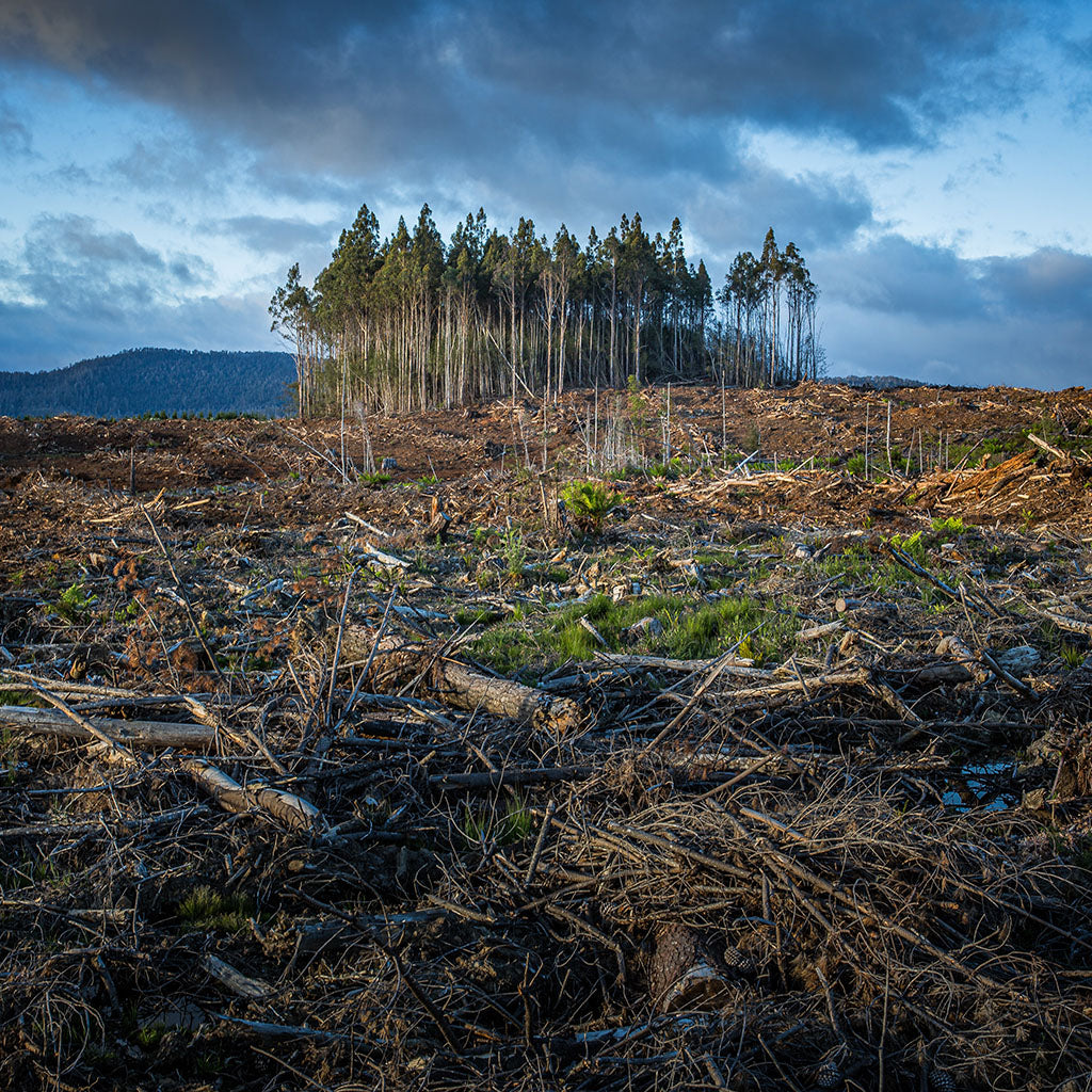 forest-destruction